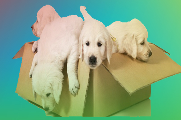 Rajput Packers and Movers